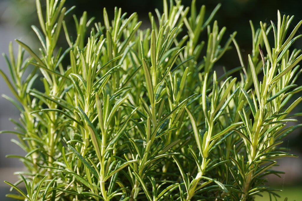 herbs, seasoning, plant, food, nature, spice, mediterranean, culinary herbs, rosmarinus, rosemary, rosemary, rosemary, rosemary, rosemary, rosemary